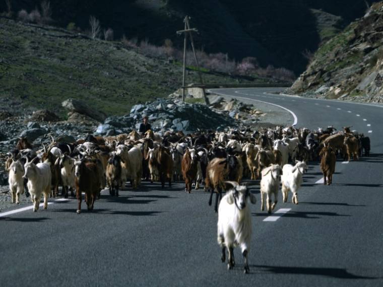 Des chèvres marchent le long de la route dans le district de Tajik Darvoz, près de la frontière entre l'Afghanistan et le Tadjikistan, le 31 mars 2024 ( AFP / Amir ISAEV )