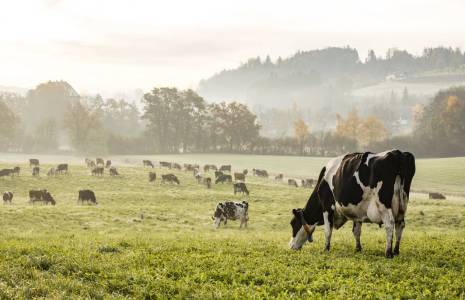 Faut-il réduire le cheptel bovin en France ?-iStock-Frizi