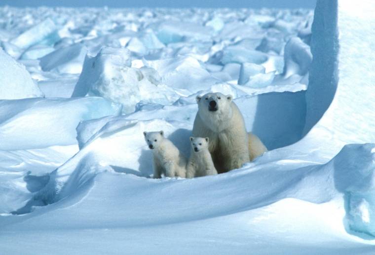 Un ourse polaire avec ses petits dans la glace de mer, au nord-est de Prudhoe Bay dans le nord de l'Alaska en 1985 ( POLAR BEARS INTERNATIONAL / Steven C. AMSTRUP )
