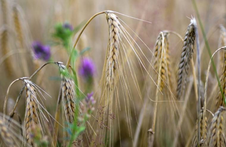En septembre, le blé a vu son prix mondial bondir de 4% sur un mois, et de 41% sur un an. ( AFP / INA FASSBENDER )