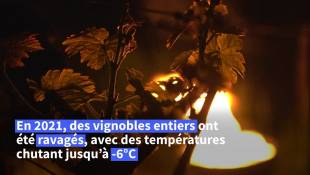 A Saint-Emilion en Gironde, des bougies pour protéger les vignes du gel