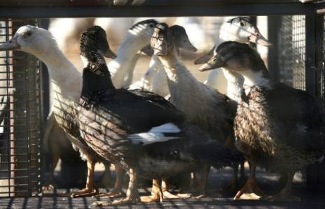 Les mesures de confinement des volailles consécutives à l'épizootie de grippe aviaire ont été levées en Vendée en raison de la vague de chaleur ( AFP / GAIZKA IROZ )