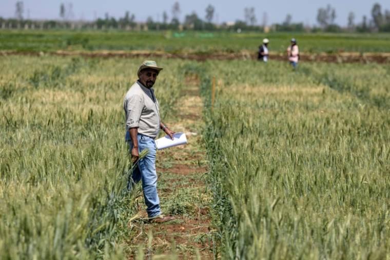 Un chercheur du Centre international de recherche agricole dans les zones arides (Icarda) marche dans un champ cultivé dans la région de Marchouch, dans le nord-ouest du Maroc, le 18 avril 2024 ( AFP / FADEL SENNA )