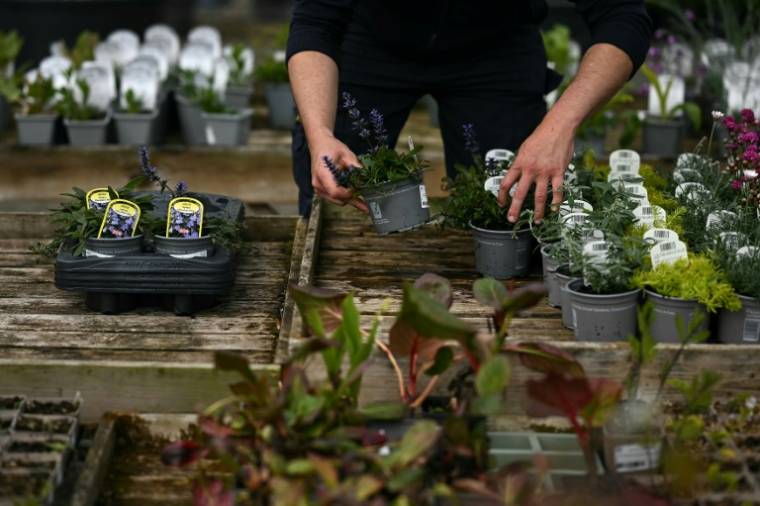 Un employé de la pépinière Provender à Swanley (sud-est de l'Angleterre) prépare des plants cultivés au Royaume-Uni. Photo prise le 26 avril 2024 ( AFP / Ben Stansall )