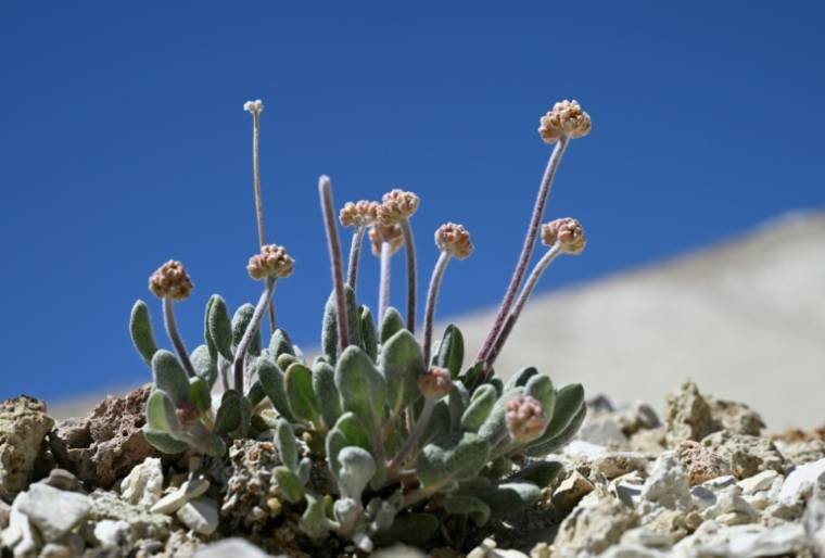Un spécimen de "Tiehm's buckwheat", une fleur unique au monde et menacée par un projet de mine de lithium, sur le point d'éclore sur le site de Rhyolite Ridge, le 7 mai 2024 dans le Nevada ( AFP / Robyn Beck )