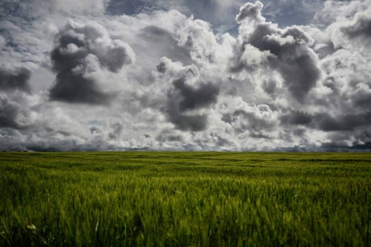Des champs de blé du centre-est de la France, lors d'un périple de l'AFP sur les enjeux des élections européennes, le 15 mai 2024 ( AFP / JEFF PACHOUD )