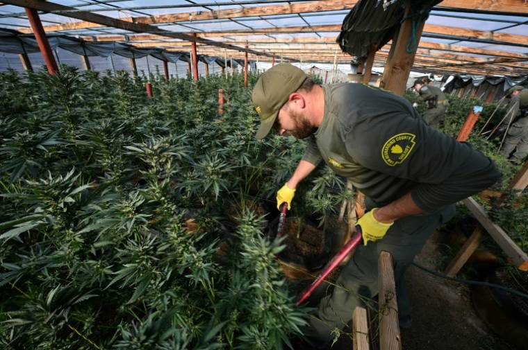 Des agents du shérif de San Bernardino détruisent des plants de cannabis dans une serre illégale à Newberry Springs, en Californie, le 29 mars 2024 ( AFP / Robyn Beck )