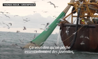 Au large de Dunkerque, de la pêche industrielle en pleine aire maritime protégée