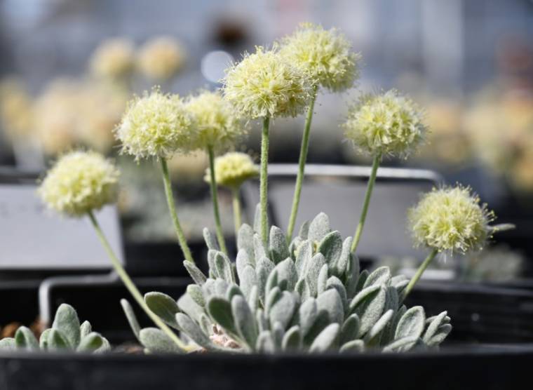 Un spécimen de "Tiehm's buckwheat", une fleur unique au monde et menacée par un projet de mine de lithium, cultivé en serre à Gardnerville par l'entreprise Ioneer, le 8 mai 2024 dans le Nevada ( AFP / Robyn Beck )