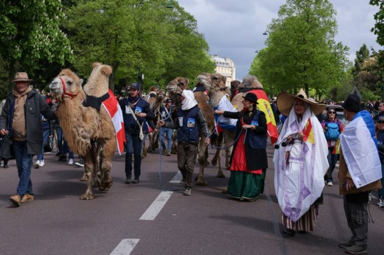 Une parade de camélidés devant le château de Vincennes, le 20 avril 2024 ( AFP / ALAIN JOCARD )
