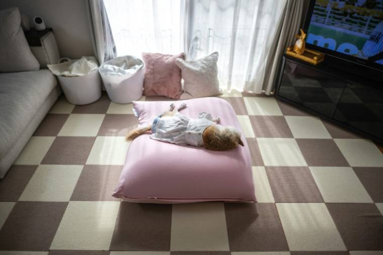 La chienne Kabosu au domicile de sa propriétaire Atsuko Sato à Sakura, dans la préfecture de Chiba, le 19 mars 2024 au Japon ( AFP / Philip FONG )