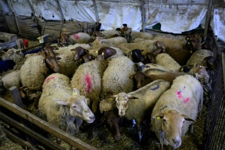 Des moutons attendent d'être tondus dans une ferme de Poliénas (Isère), le 12 avril 2024 ( AFP / JEAN-PHILIPPE KSIAZEK )