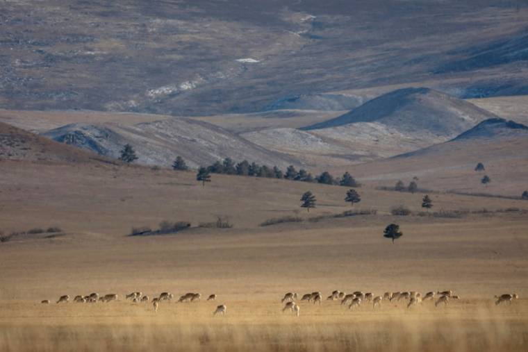 Un groupe de gazelles à Bayandun, dans la province de Dornod, le 27 octobre 2022 en Mongolie orientale ( AFP / Gan-Ulzii Gonchig )