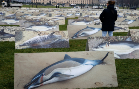 Des pancartes représentant des dauphins, déposées par des membres de la Ligue pour la Protection des Oiseaux (LPO), pour dénoncer les décès de dauphins causés par les pratiques de pêche au filet dans le golfe de Gascogne, le 22 février 2023 à Paris ( AFP / Ludovic MARIN )