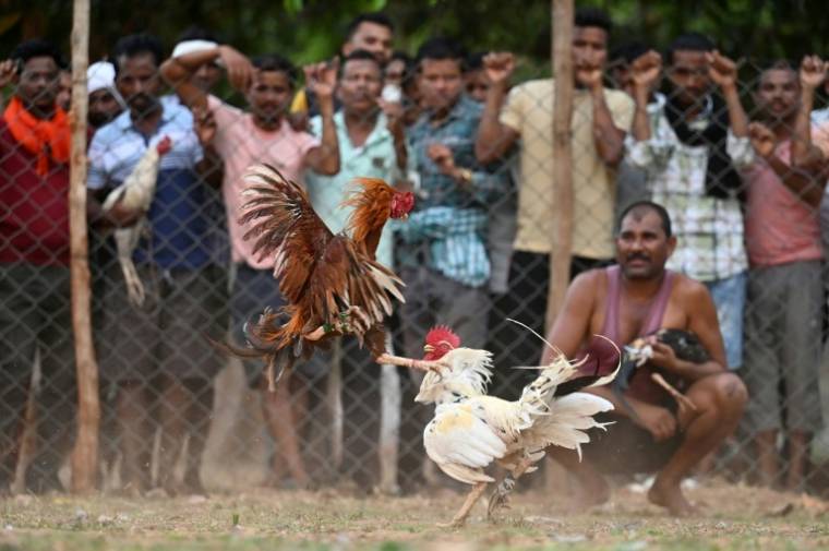 Un combat de coqs lors d'une foire locale à Katekalyan, dans l'état  de Chhattisgarh, le 16 avril 2024 en Inde ( AFP / Idrees MOHAMMED )