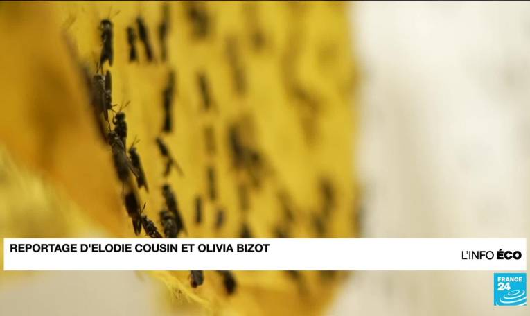 Crise des engrais en Afrique : des larves de mouches-soldats noires au secours des agriculteurs