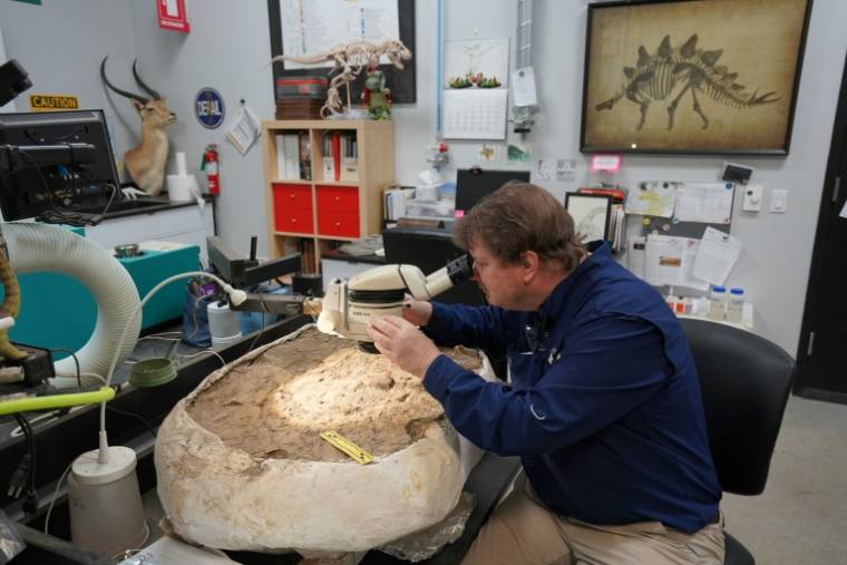 David Temple, conservateur du département de paléontologie au musée des Sciences naturelles de Houston, travaille dans son laboratoire, le 1er mai 2024 au Texas ( AFP / Francois PICARD )