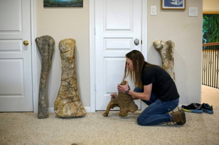 La restauratrice américaine Lauren McClain tient un fossile de Tricératops dans son atelier près de Houston, le 30 avril 2024 au Texas ( AFP / Mark Felix )