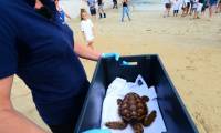 Une employée de l'aquarium de La Rochelle s'apprête à relâcher une tortue caouanne sur la plage de la Conche des Baleines sur l'île de Ré, en Charente-Maritime, le 8 juin 2023 ( AFP / Mehdi FEDOUACH )