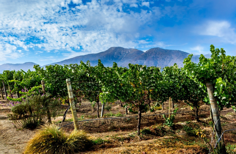 Vin bio, naturel ou biodynamique, comment faire la différence ? (Crédits photo : Shutterstock)