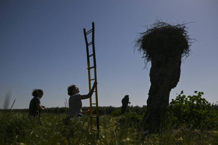 Des chercheurs du CIBIO transportent une échelle pour observer un nid de cigognes à Aljustel, le 4 avril 2024 au Portugal ( AFP / PATRICIA DE MELO MOREIRA )