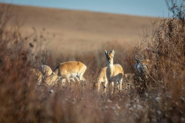 Des gazelles à Bayandun, dans la province de Dornod, le 27 octobre 2022 en Mongolie orientale ( AFP / Gan-Ulzii Gonchig )