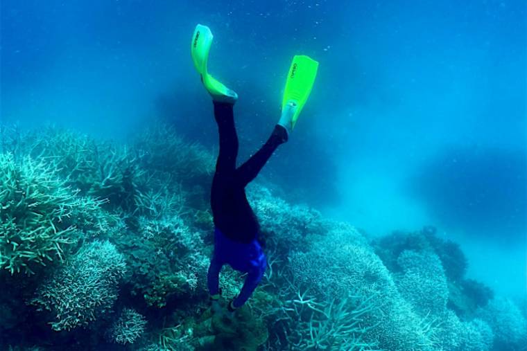 Un plongeur s'approche de la Grande barrière de corail en Australie, le 7 mars 2022 ( AFP / Glenn NICHOLLS )
