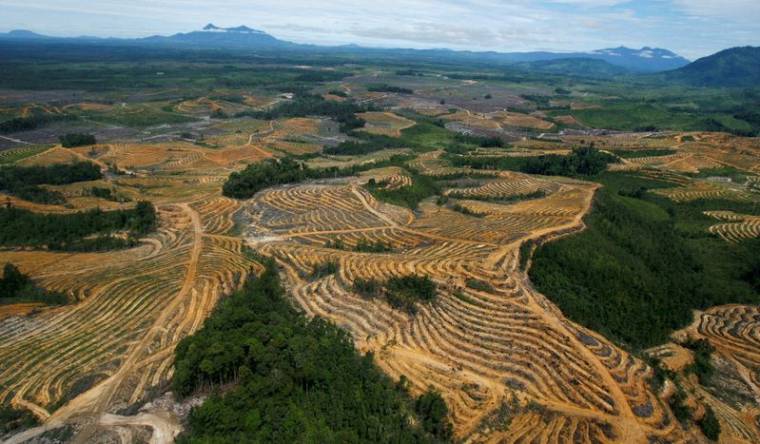 Photo d'une zone de forêt en cours d'aménagement pour des plantations d'huile de palme