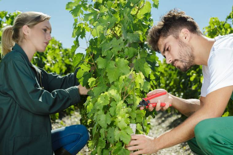 (Crédits photo : Adobe Stock - Jeunes travaillant dans les vignes en été pour gagner de l'argent)