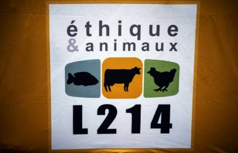 L'association de défense des animaux L214 a été condamnée par le juge des référés à cesser toute campagne accusant le groupe Le Gaulois de "manipulation génétique" de ses poulets ( AFP / Lionel BONAVENTURE )