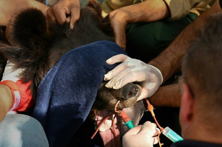 Des membres del'ONG Four Paws soignent "Anila", une ourse noire d'Asie, avant une intervention chirurgicale au centre de secours de Margallah Wildlife, l'ancien parc zoologique d'Islamabad, le 5 avril 2024 au Pakistan ( AFP / Aamir QURESHI )