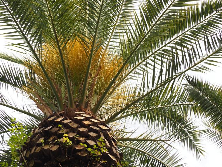 Le caractère « remarquable » d'une partie du jardin est en partie lié à un palmier… qui n'existe plus. (illustration) (ftanuki / Pixabay)