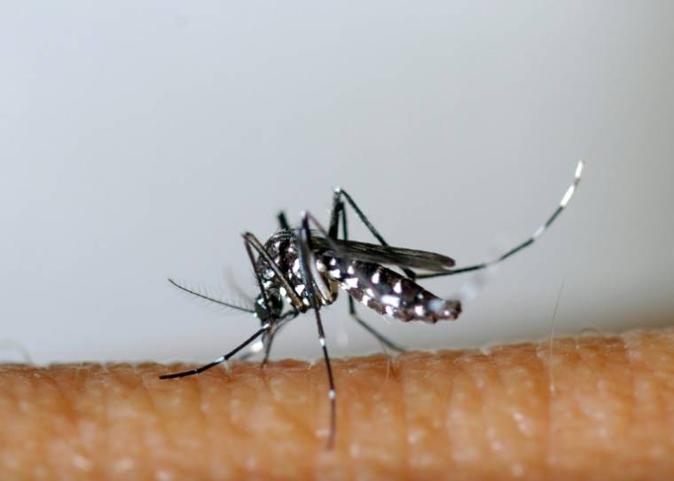 Un moustique tigre asiatique (Aedes albopictus), le 26 mars 2013 ( EID Mediterranee / - )