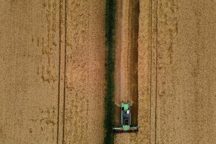 Un champ de blé, le 21 juin 2022 à Sainte-Foy-d'Aigrefeuille, près de Toulouse. ( AFP / LIONEL BONAVENTURE )