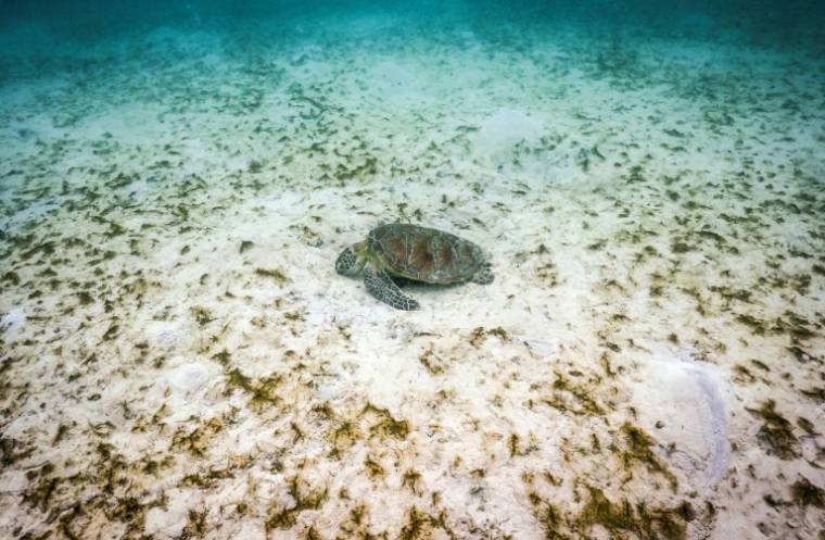 Une tortue près de l'île Lizard, sur la Grande barrière de corail, à 270 km au nord de Cairns, le 5 avril 2024 en Australie ( AFP / DAVID GRAY )