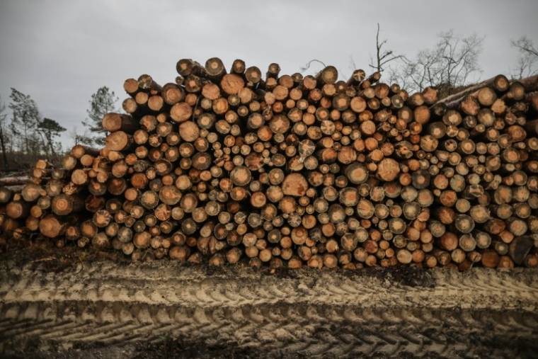 "La dégradation du puits de carbone est aussi un choix politique puisque le gouvernement s'entête à vouloir augmenter la récolte de bois alors que tous les signaux sont au rouge", a réagi Sylvain Angerand de l'association Canopée ( AFP / Thibaud MORITZ )